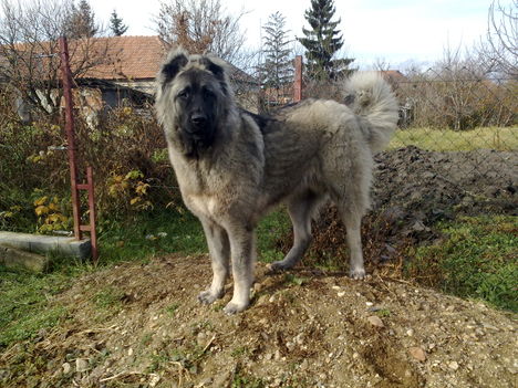 szása 10 hónapos