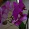 orchidea ... lila orchidea