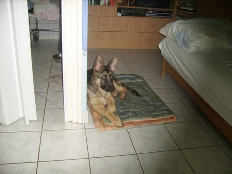 Lanyiparti Gino 019