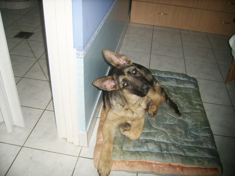 Lanyiparti Gino 024