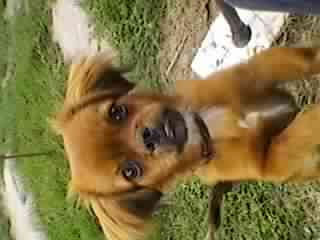 ottelo
