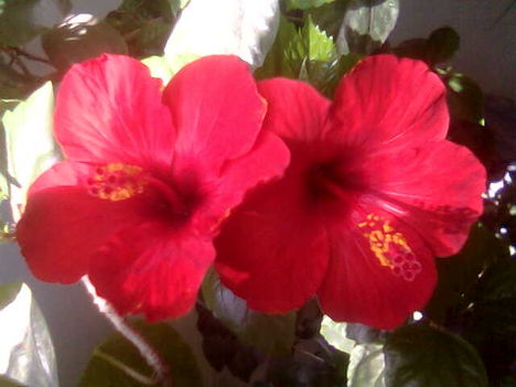 hibiscus