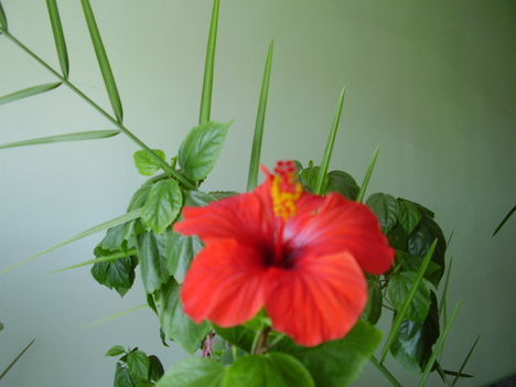 hibiscus