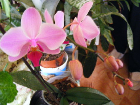 Lepke Orchidea közelröl