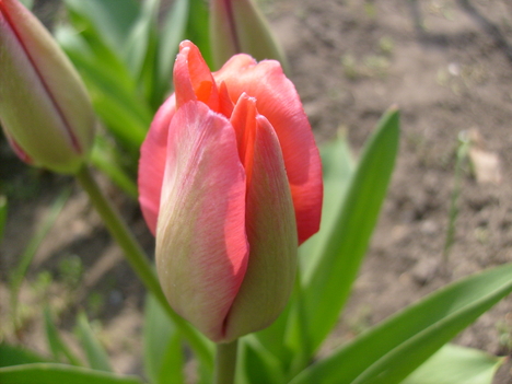 piros tulipán