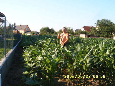 A kukoricám mérete 2008 06 22-én Pátyon.