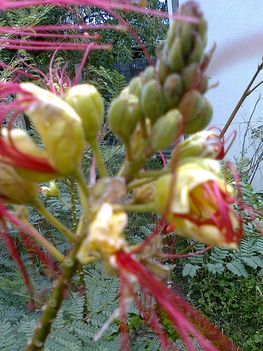 argentin pillangófa  /caesalpinia gilliesii/