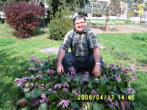 Bőrlevél virág ültetvényem közepén 2006-ban.