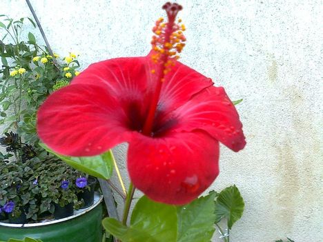 hibiszkusz,