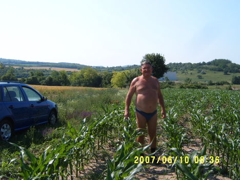 Kukoricám a Páty Tekerület nevű táblában 2007-ben.