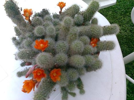 nyiló kaktusz   /rebutia muscula/