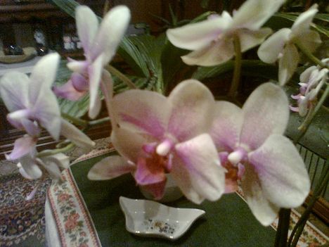 orchidea  /pille kosbor/