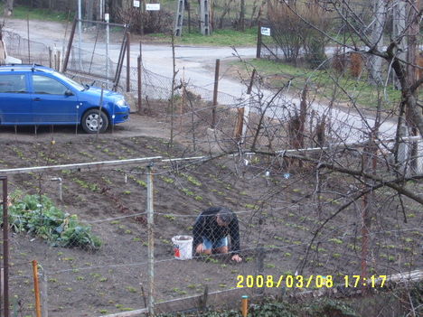 Salátát palántázok a Mozdonyban.Hó alatt kell áttelelnie a palántának.2004-2008 sikerült.2009 nem.
