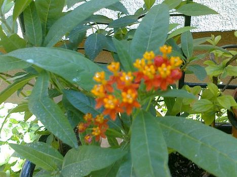 selyembokor  /asclepias curassavica/