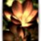 Fire_flower_l_forest303