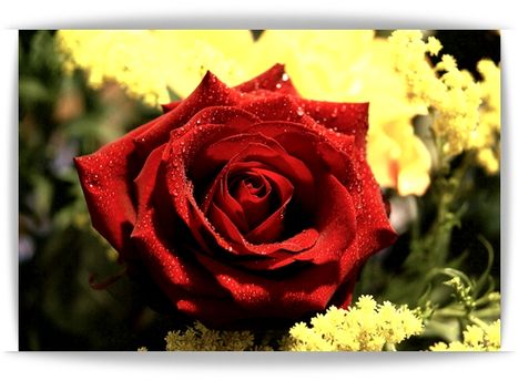 red-roses-flower-rose-pictures-531