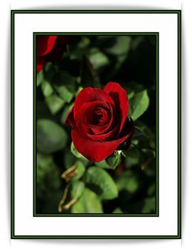 Rose_Red_by_Eruwyn