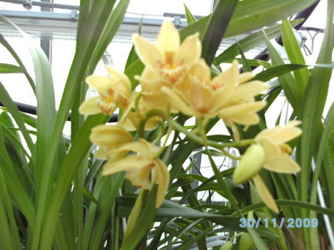 orchideák 008