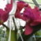 orchideák 011