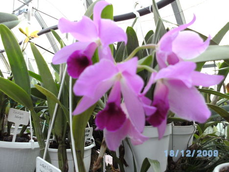 orchideák 024