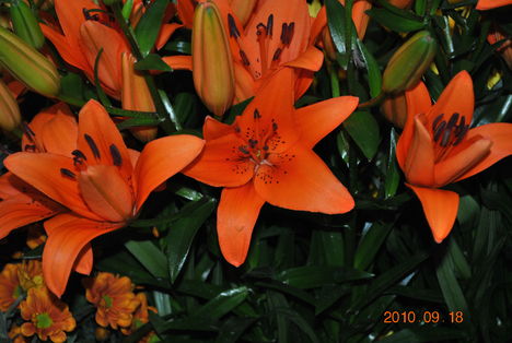 080