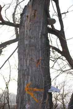 DSC_0129
