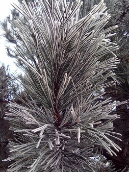 20101230519