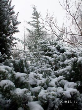 DSCF4913