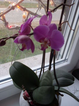 Lila orchideám