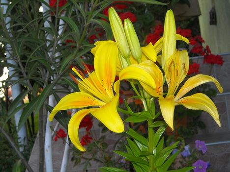Liliom