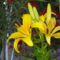 Liliom