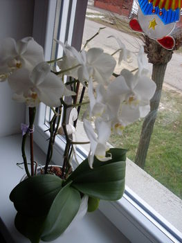 orchideám nagy fehér