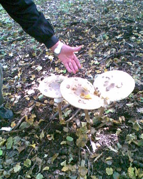 Őzláb gombák