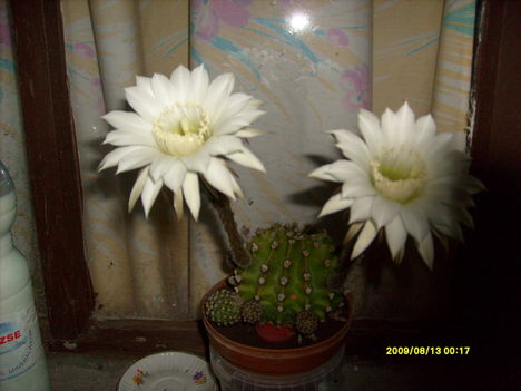 kaktusz virágok