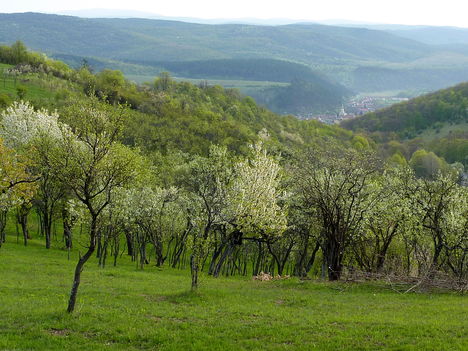 Letekintve Szinpetribe