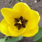 sárga tulipán