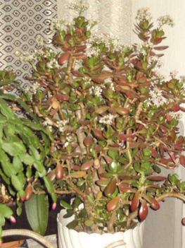 crassula2010