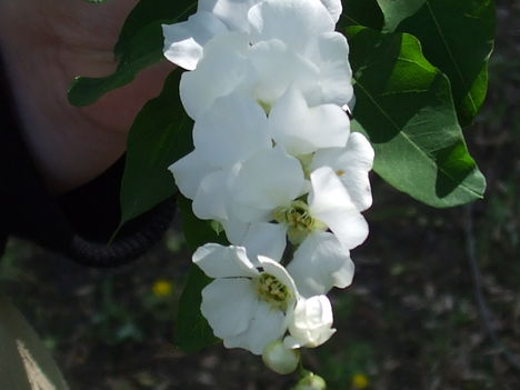 DSCF2289