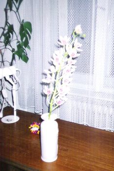 egy szál orchidea