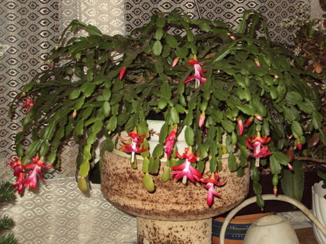 Karácsonyi kaktusz2010