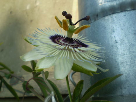 P7120041 3