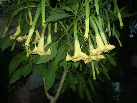 P7120041 4