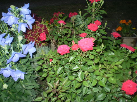 P7120041 5