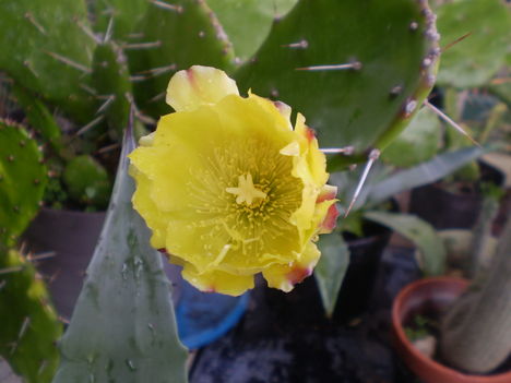 P7120041 6