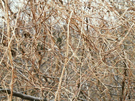 SAM_0446
