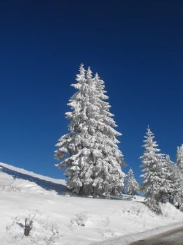 DSCF0393