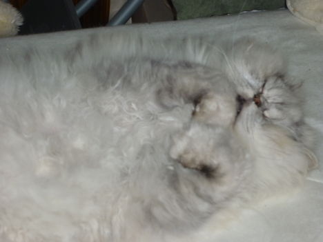 képek 20110102 054