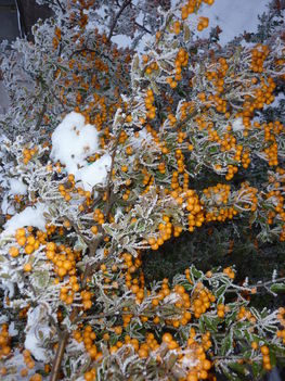 képek 20110102 135