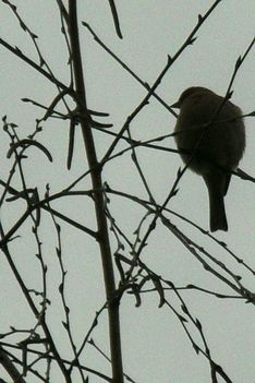 SAM_0526