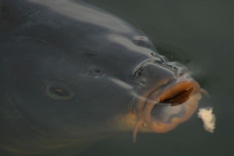 1 pontyos